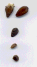 Ipomea violaceae.gif